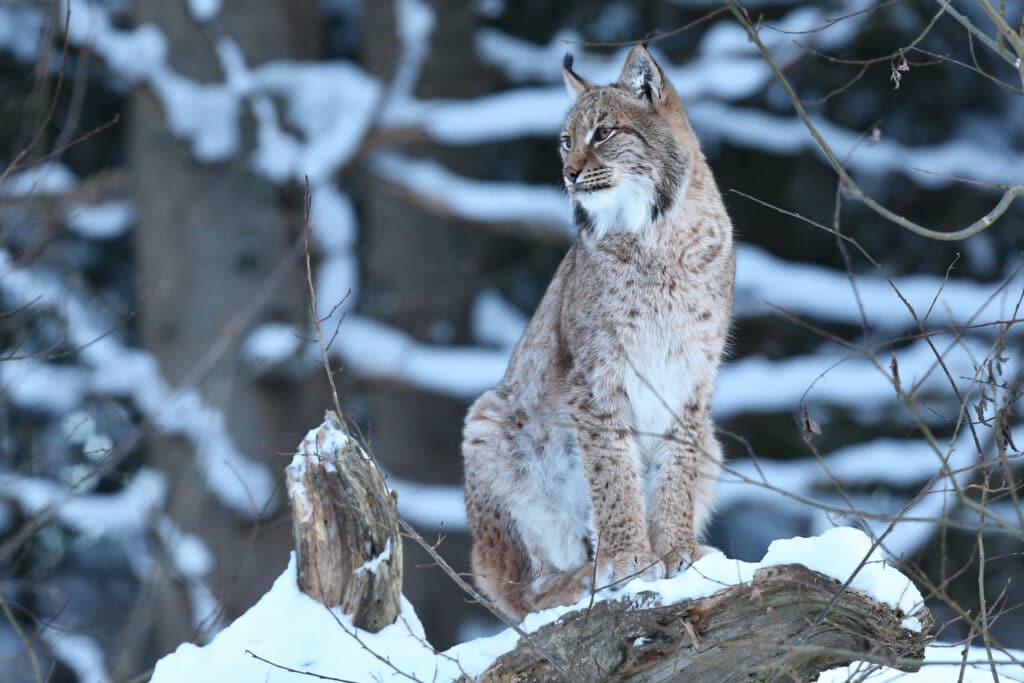 10 meest populaire wilde dieren in Canada Canadeese Lynx