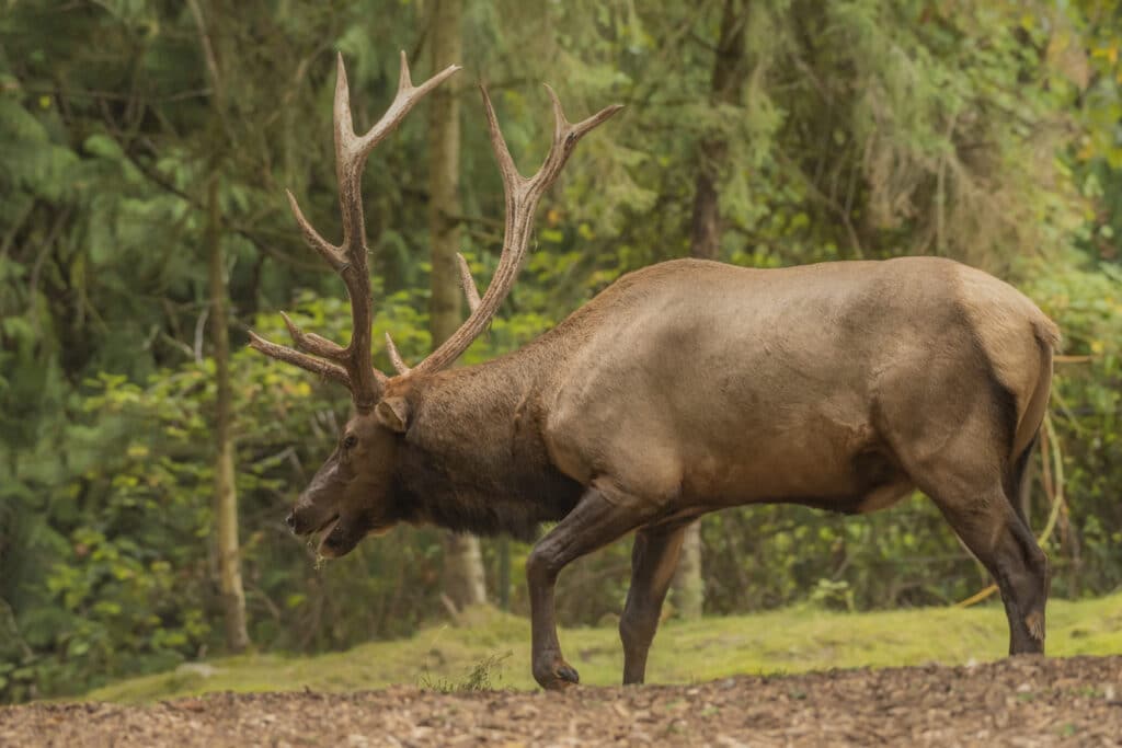 10 meest populaire wilde dieren in Canada Eland