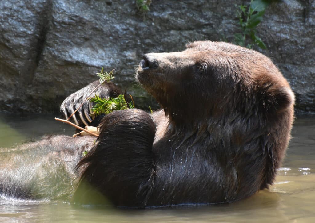 10 meest populaire wilde dieren in Canada Grizzlybeer