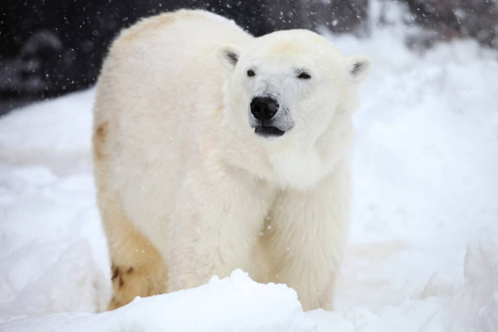 10 meest populaire wilde dieren in Canada IJsbeer