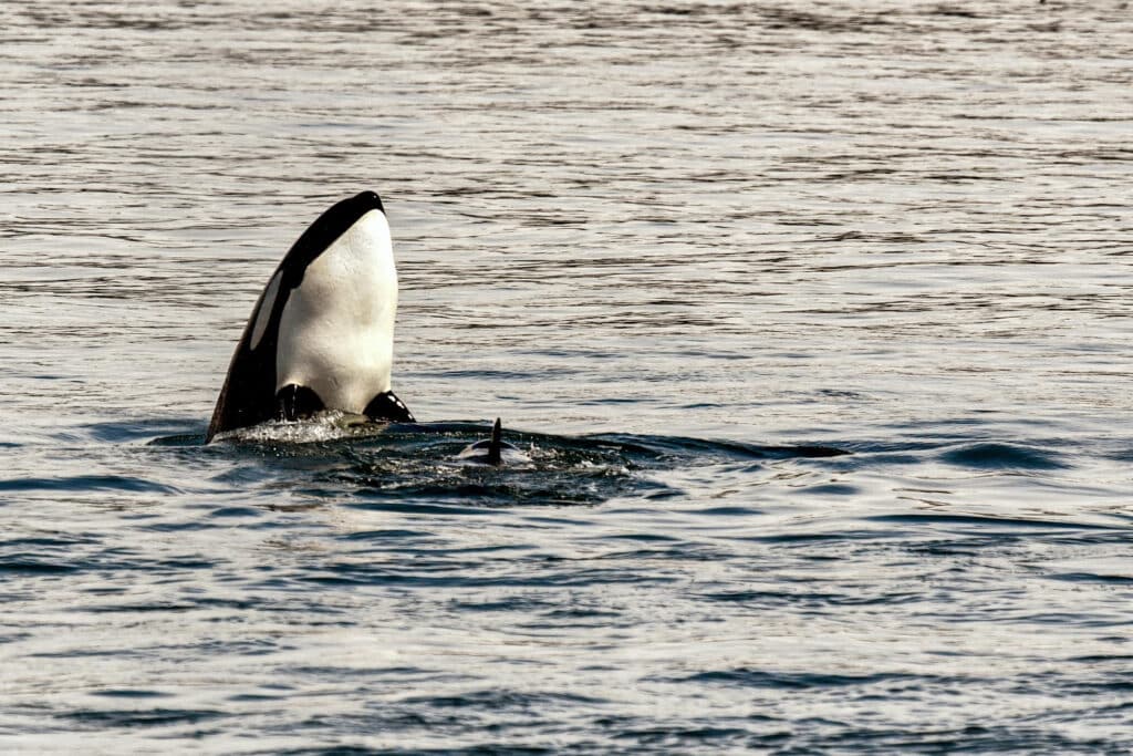 10 meest populaire wilde dieren in Canada Orka