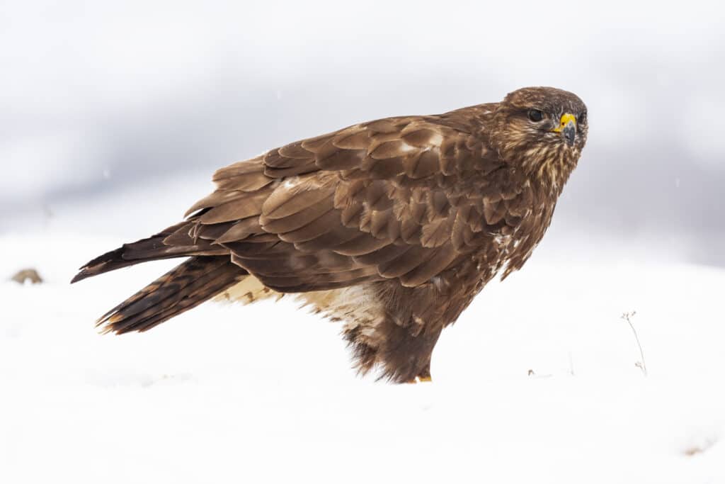 10 meest populaire wilde dieren in Canada Zeearend