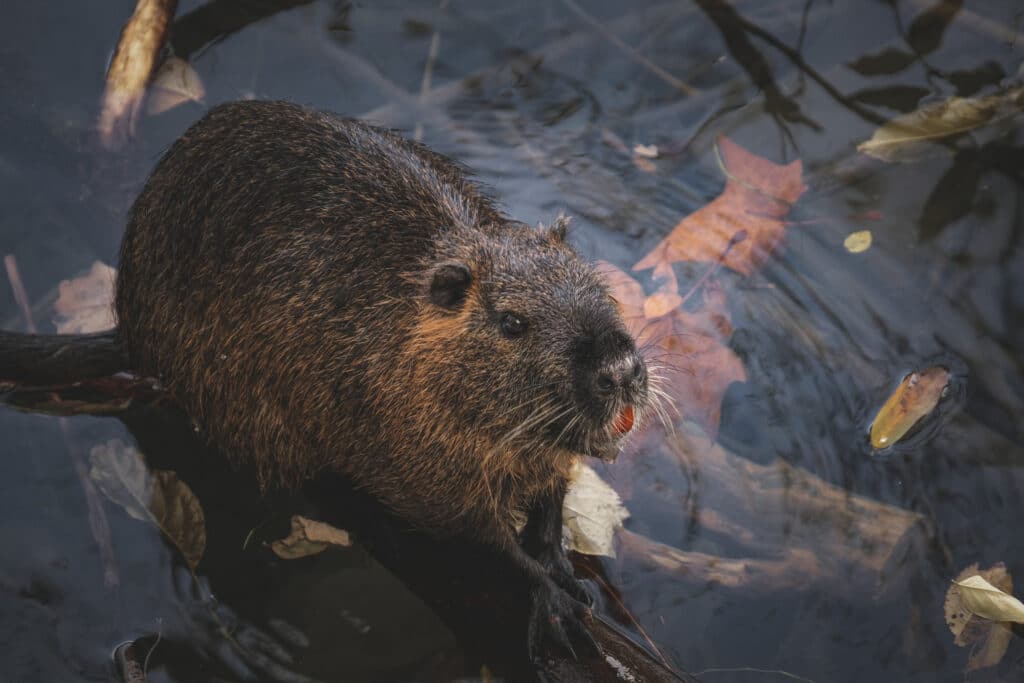 10 meest populaire wilde dieren in Canada beer