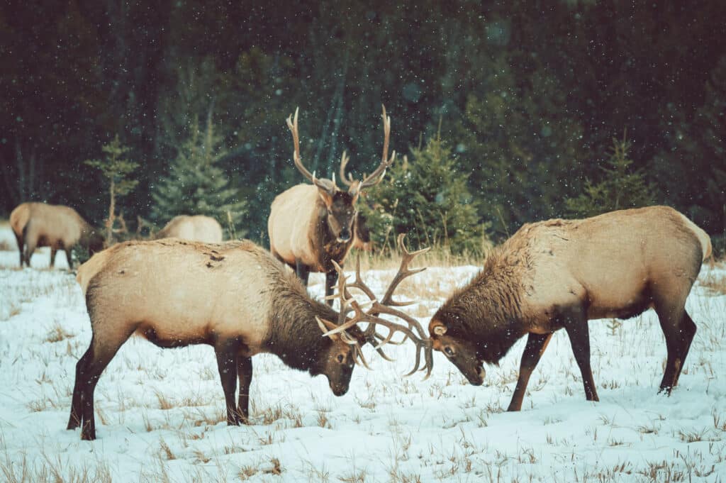 10 meest populaire wilde dieren in Canada boskariboe