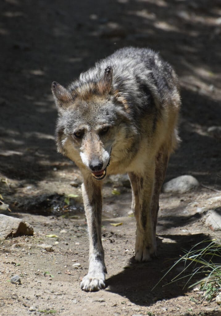 10 meest populaire wilde dieren in Canada grijze wolf