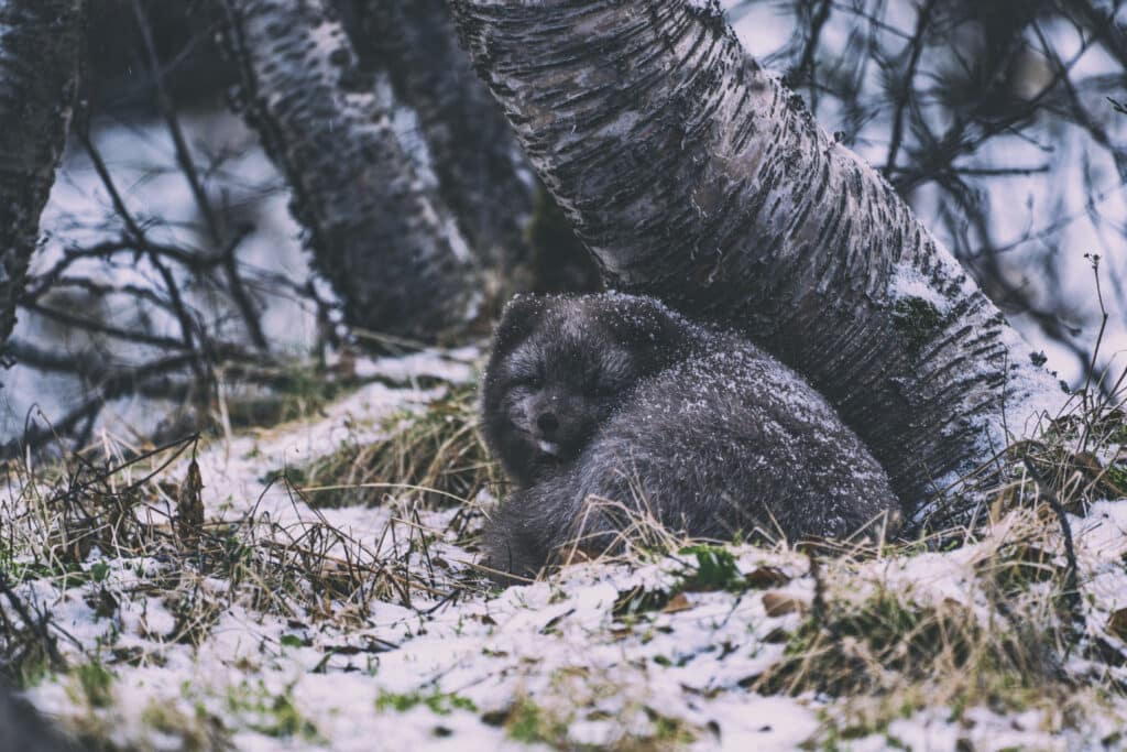 10 meest populaire wilde dieren in Canada veelvraat