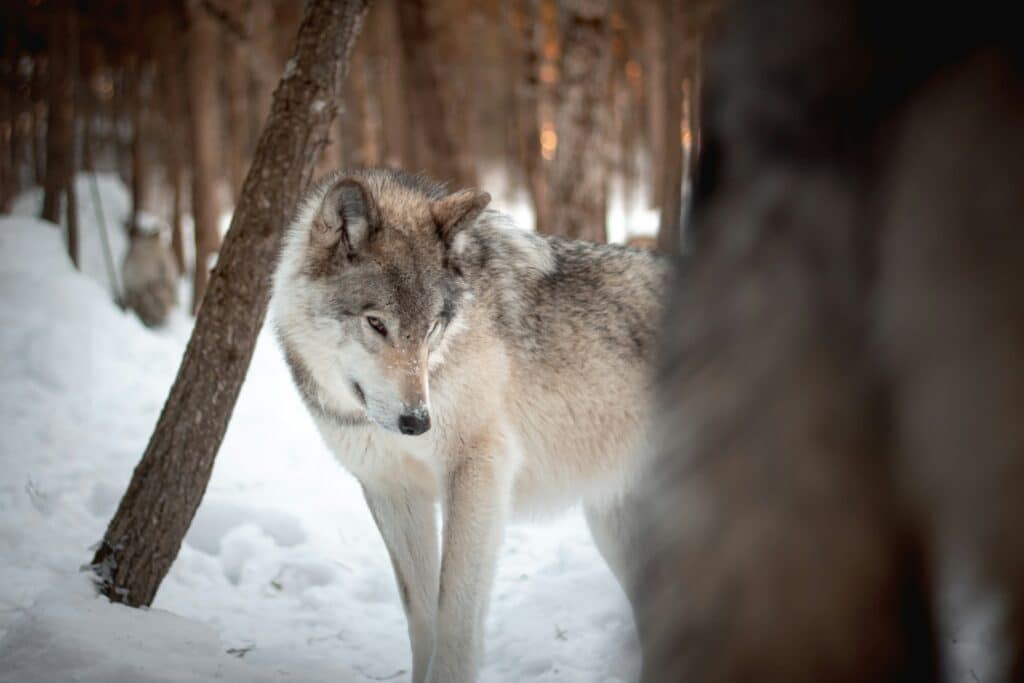Wildlife Canada 3