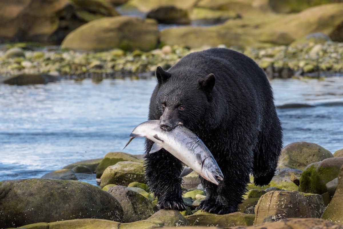 Travel Trend zwarte beer