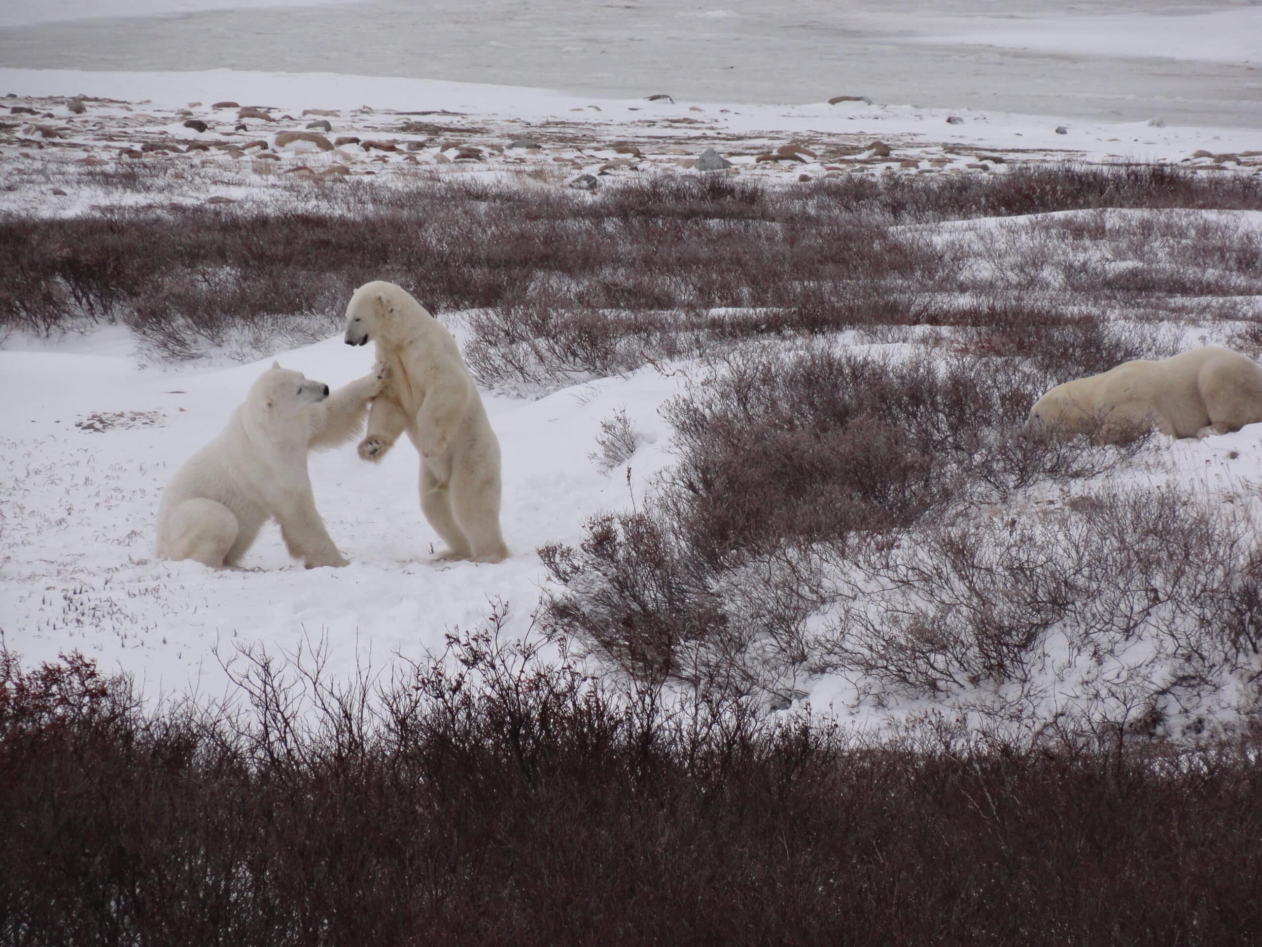 Churchill Polar Bears