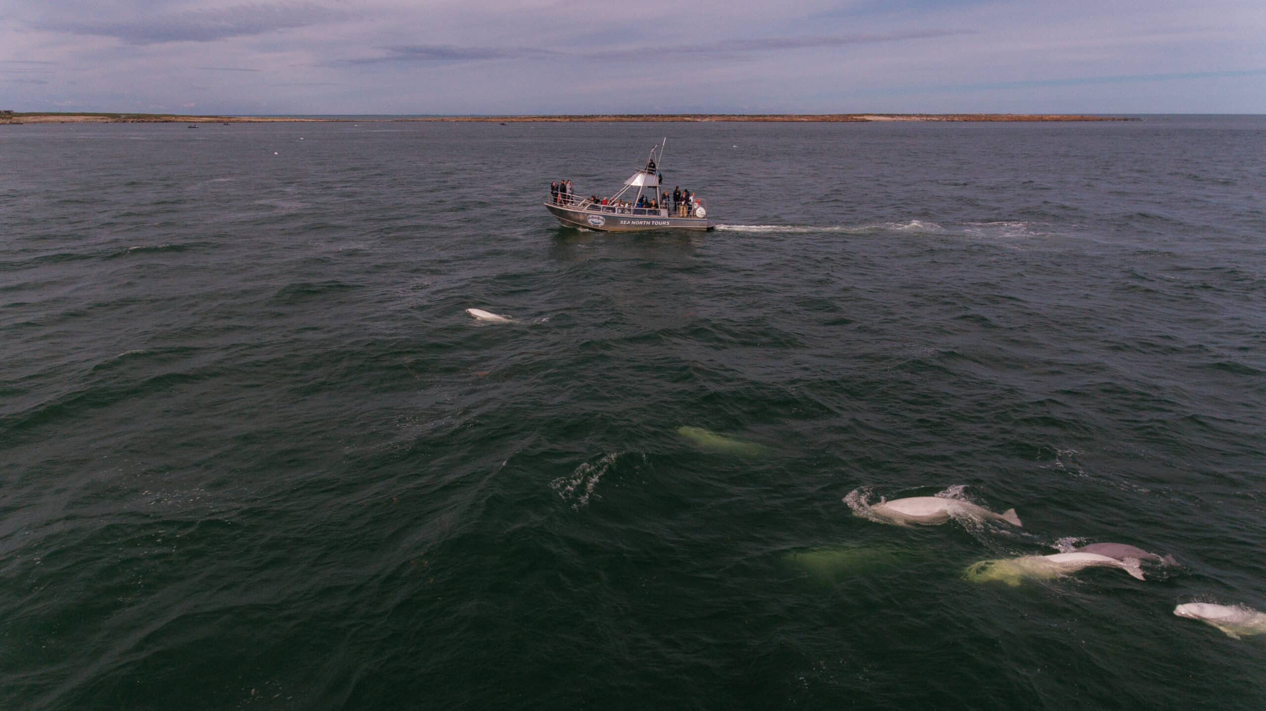 Churchill Summer Beluga