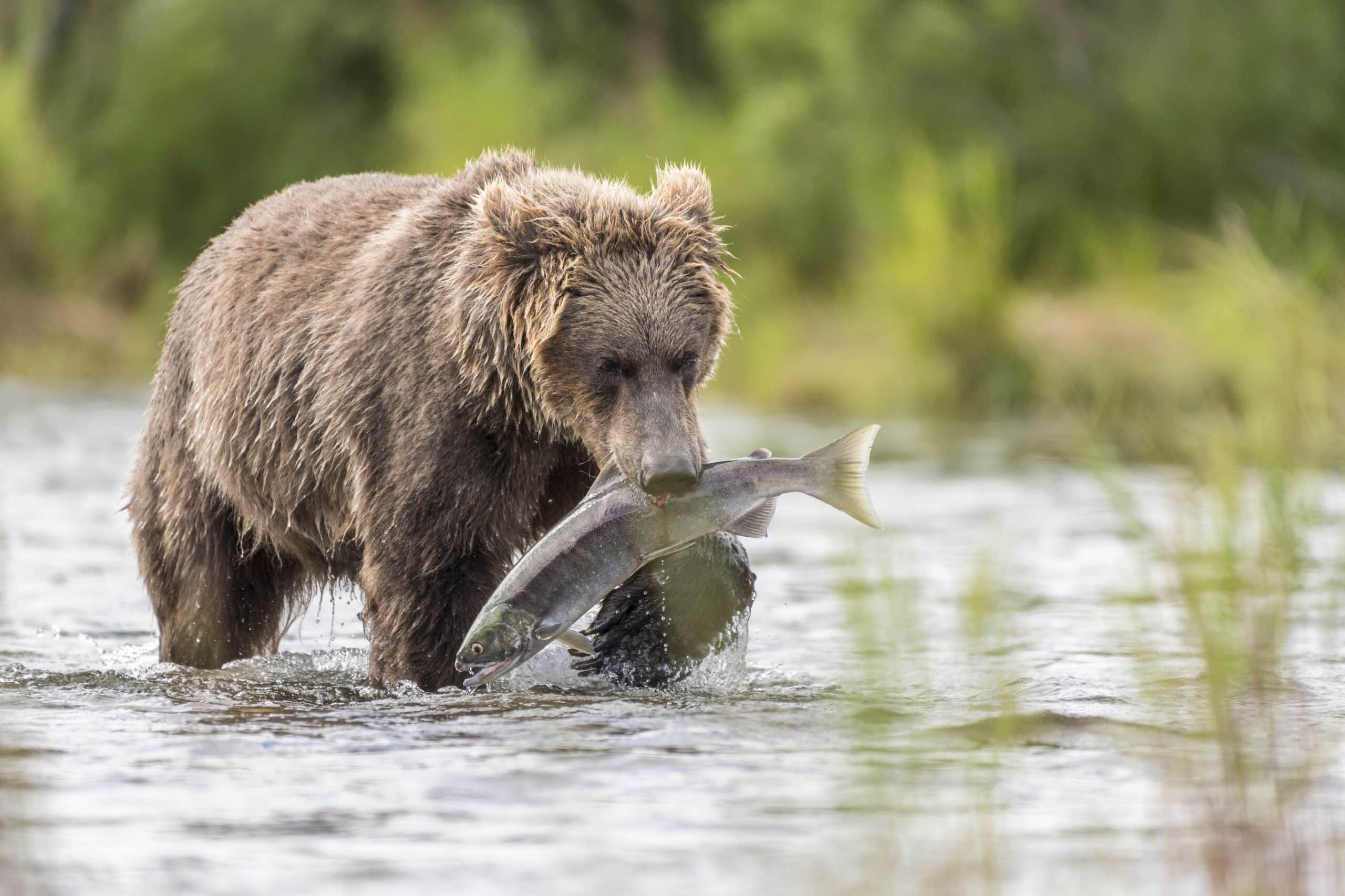Beer-Katmai-National-Park_2-2c20d8b7