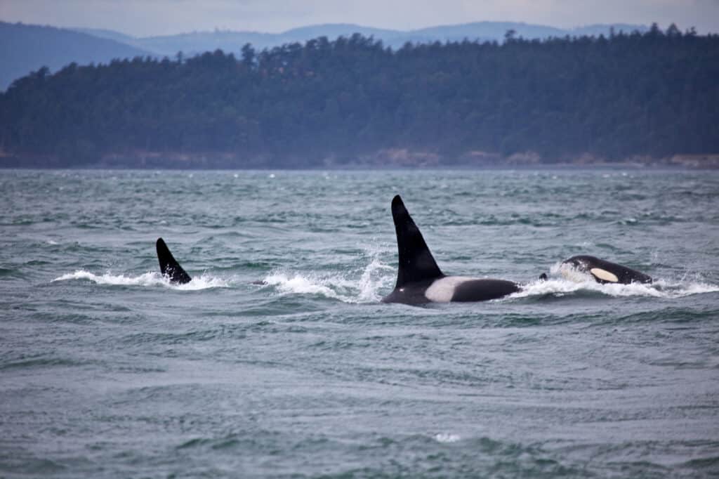 Whale Watchingc 1